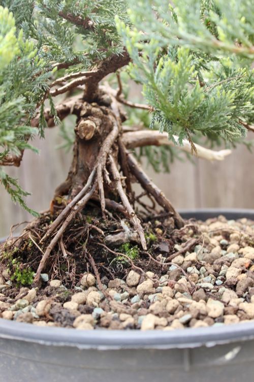 Kriechender Wacholder PreBonsai Kaufen auf Ricardo