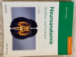 Neuroanatomie ZNS Medizinstudium