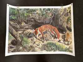 Schulwandbild Fuchs Familie, Robert Hainard, Schweiz Offset