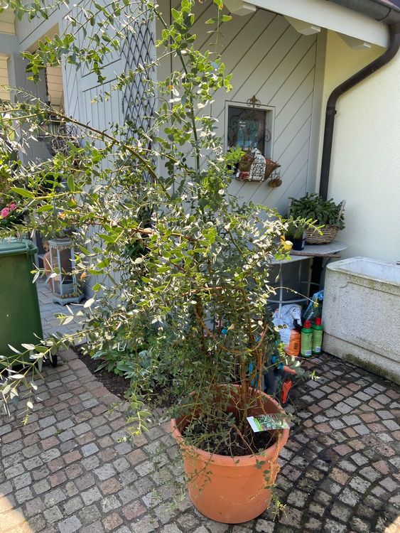 Eukalyptus Gross winterhart Kaufen auf Ricardo