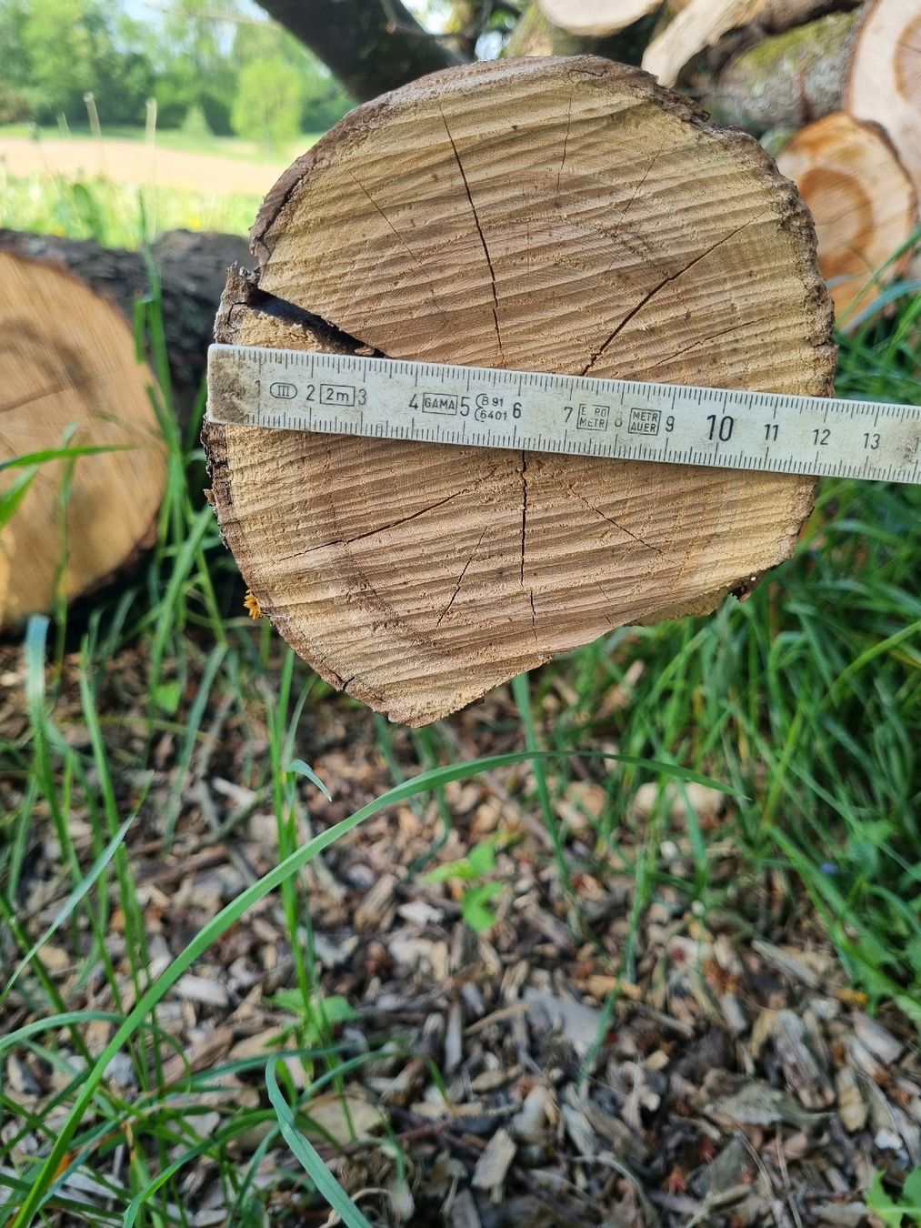 Articoli in legno: Baumstamm Esche mit Vergabelung und Ästen – Usato da Oberglatt ZH venduto da bea1986 4