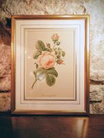 Antikes Bild "Rose à cent feuilles" Pierre-Joseph Redouté