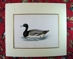 Scaup Ente  Original-Stich, wohl 18./19. Jhdt.