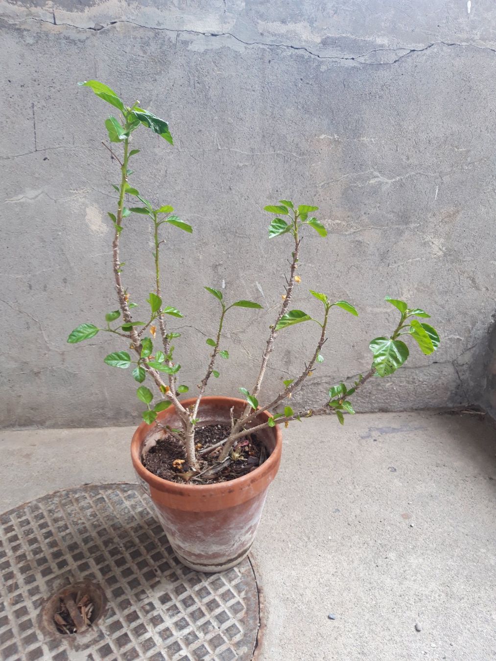 Piante & sementi: Hibiskus ohne Topf – Usato da Feuerthalen venduto da tanatha_st