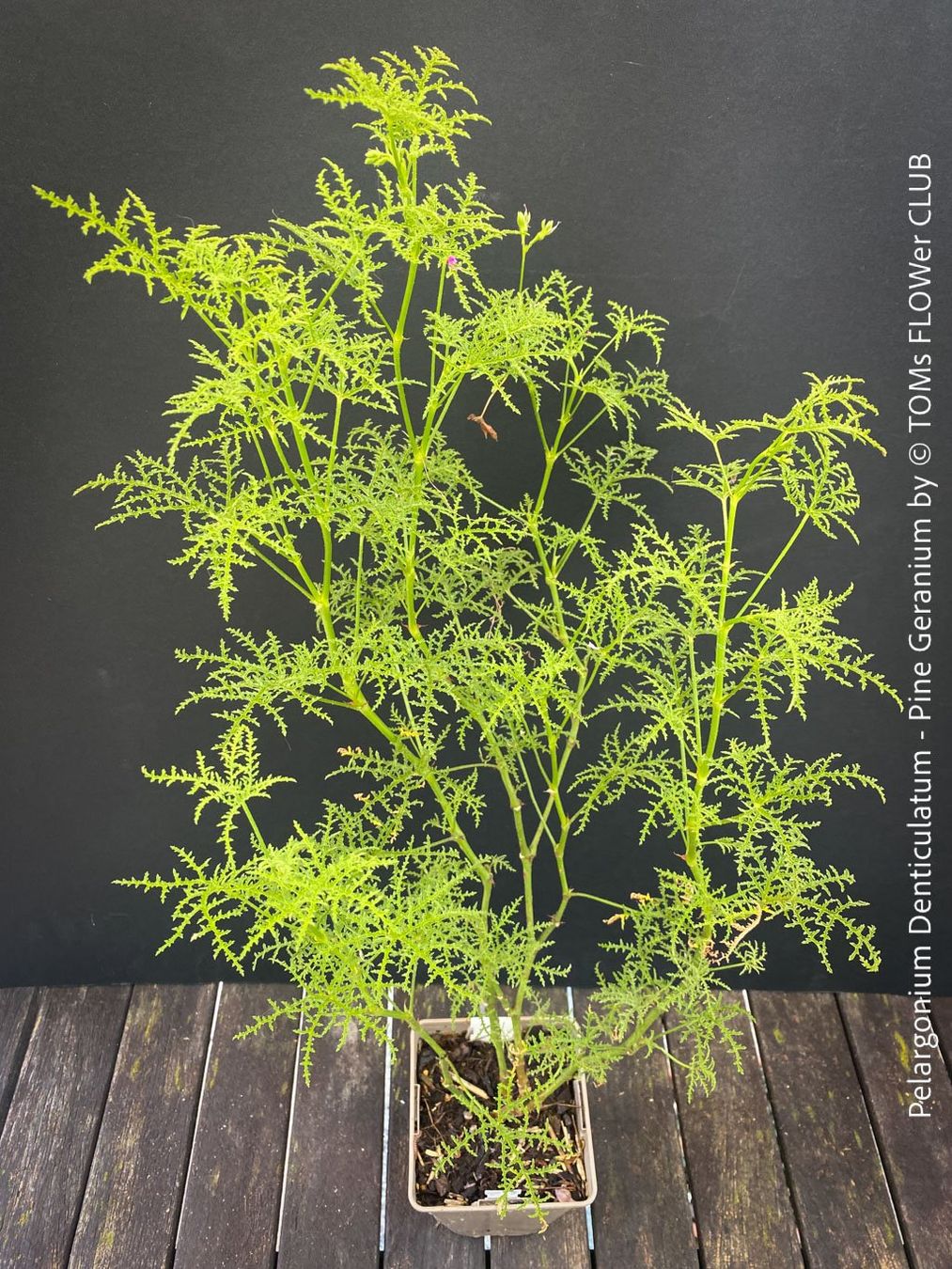 Piante & sementi: Pelargonium Denticulatum - Pine Geranium - fast 70cm gross – Nuovo (secondo la descrizione) da Adliswil venduto da TAKEYOURPLANT 1