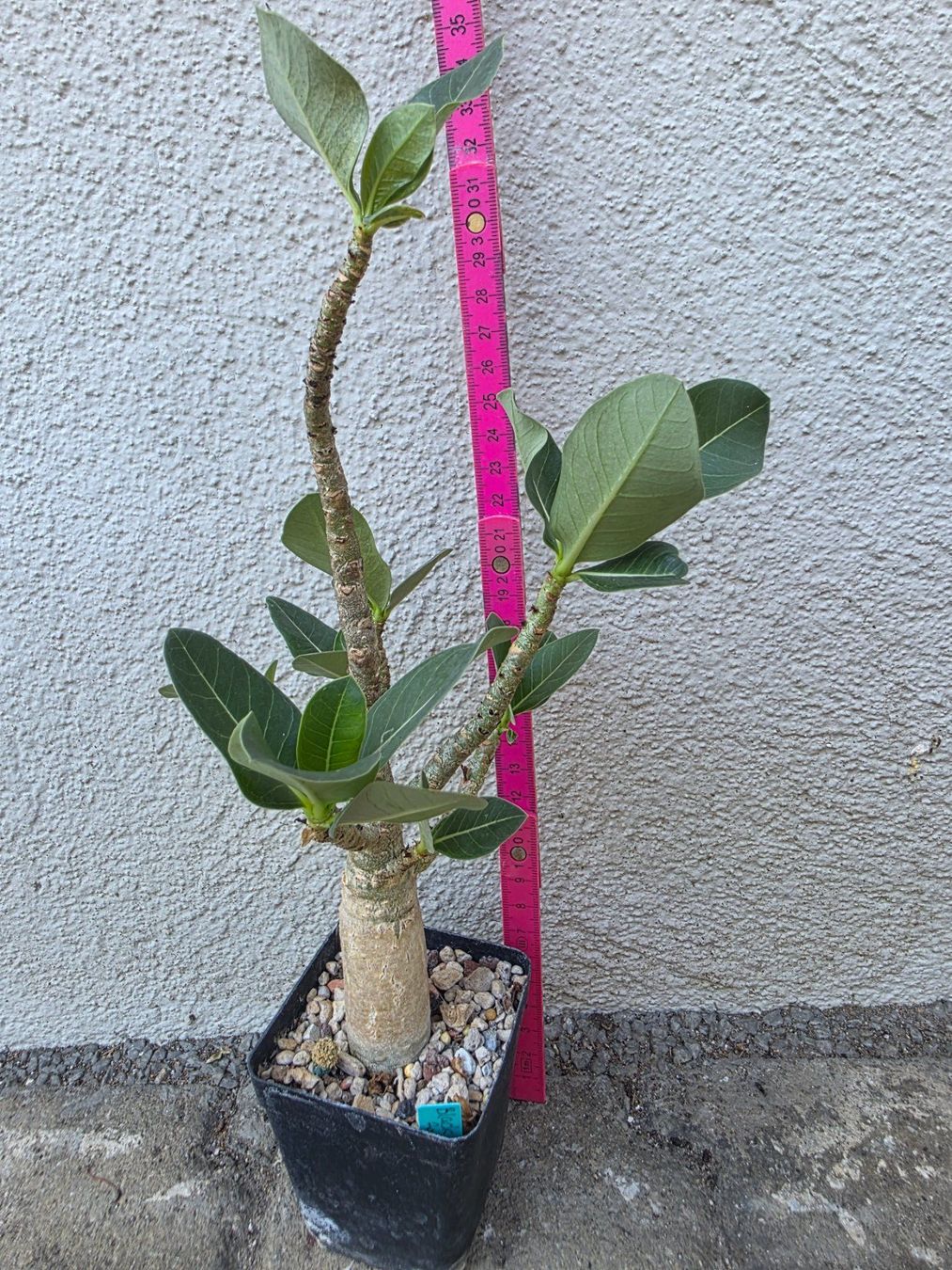 Pflanzen & Samen: Adenium arabicum "Black Hawk" / Wüstenrose – Gebraucht aus Thalheim von silvara01 2