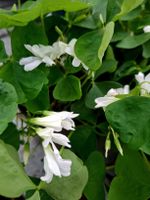Oxalis Articulata "Alba" Weißblühend Pflanze im 12 cm Topf