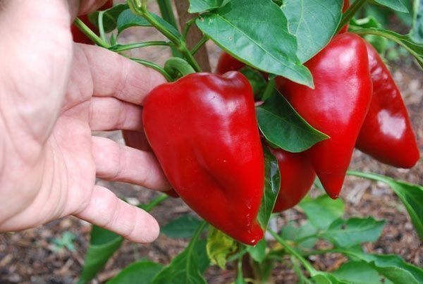 Piante & sementi: 30 Samen PIMENTO SWEET Paprika Süss – Nuovo (secondo la descrizione) da Ehrendingen venduto da VerveinaSamen 7