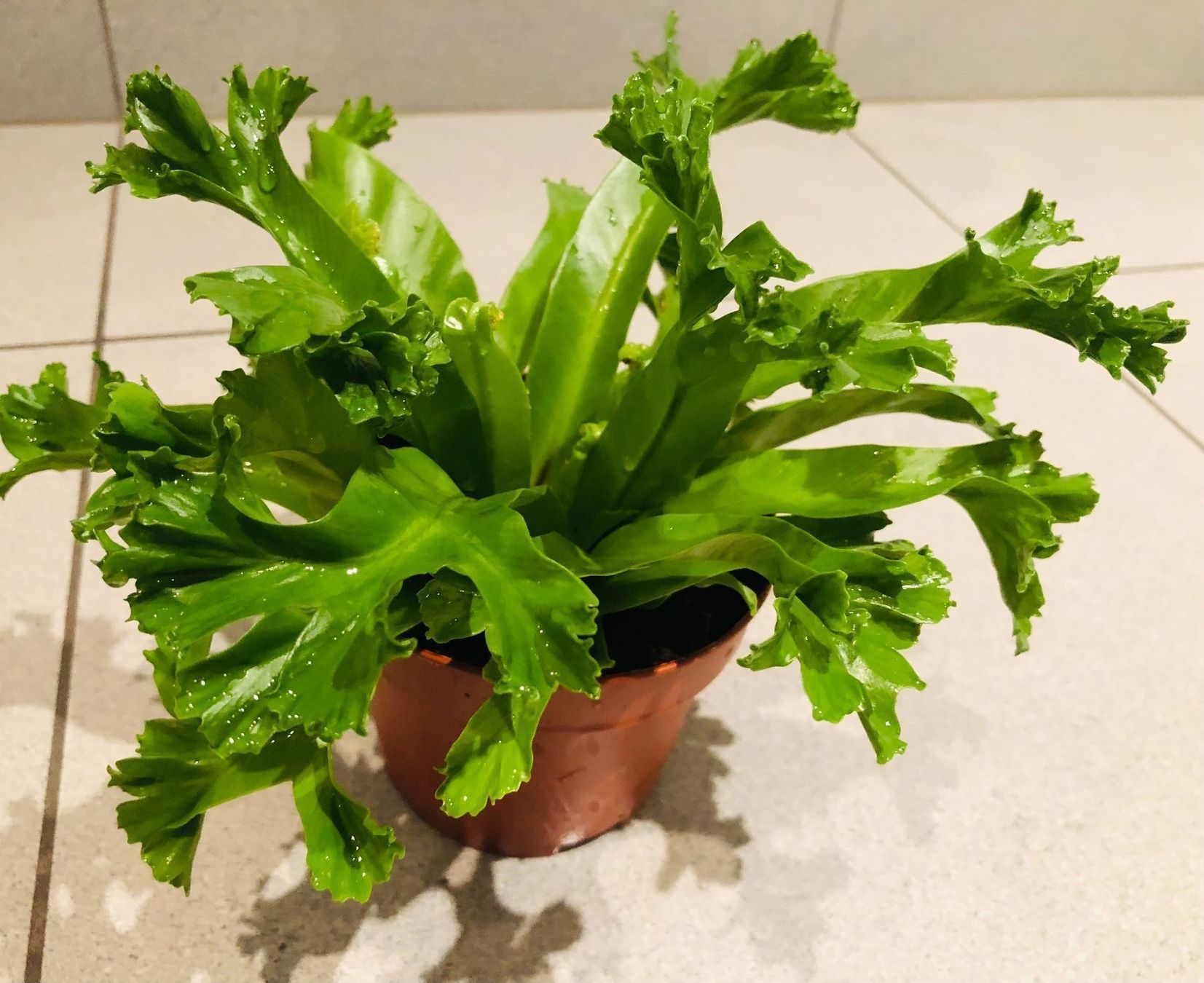 Pflanzen & Samen: Nestfarn “ASPLENIUM NIDUS” 20 cm Zimmer – Neu und originalverpackt aus Rovio von POSITIFFARTandPLANTS 4