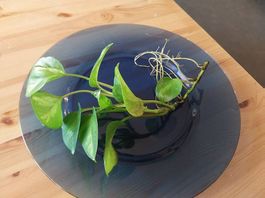 efeutute global green