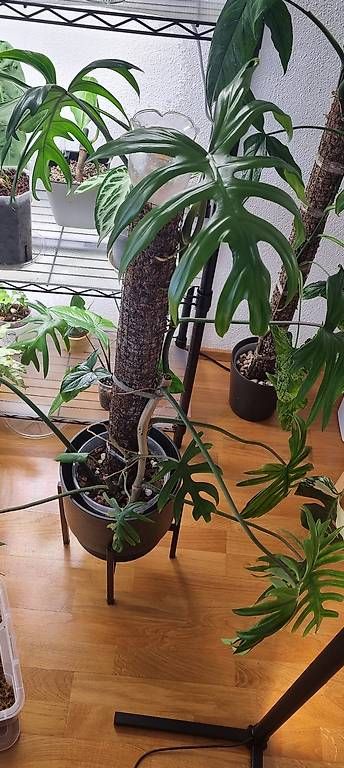 Plantes & graines: 🌿 Philodendron Elegans - Größe S – Neuf avec emballage d'origine à Wallenwil par LadyLeaf_Ellis1 2