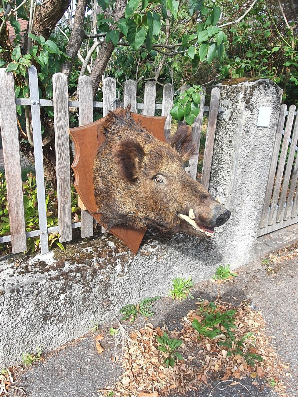 Il mondo degli animali: Wildschwein/ Keiler Kopfý – Usato da Wangen b. Olten venduto da Hecht62xyz 2