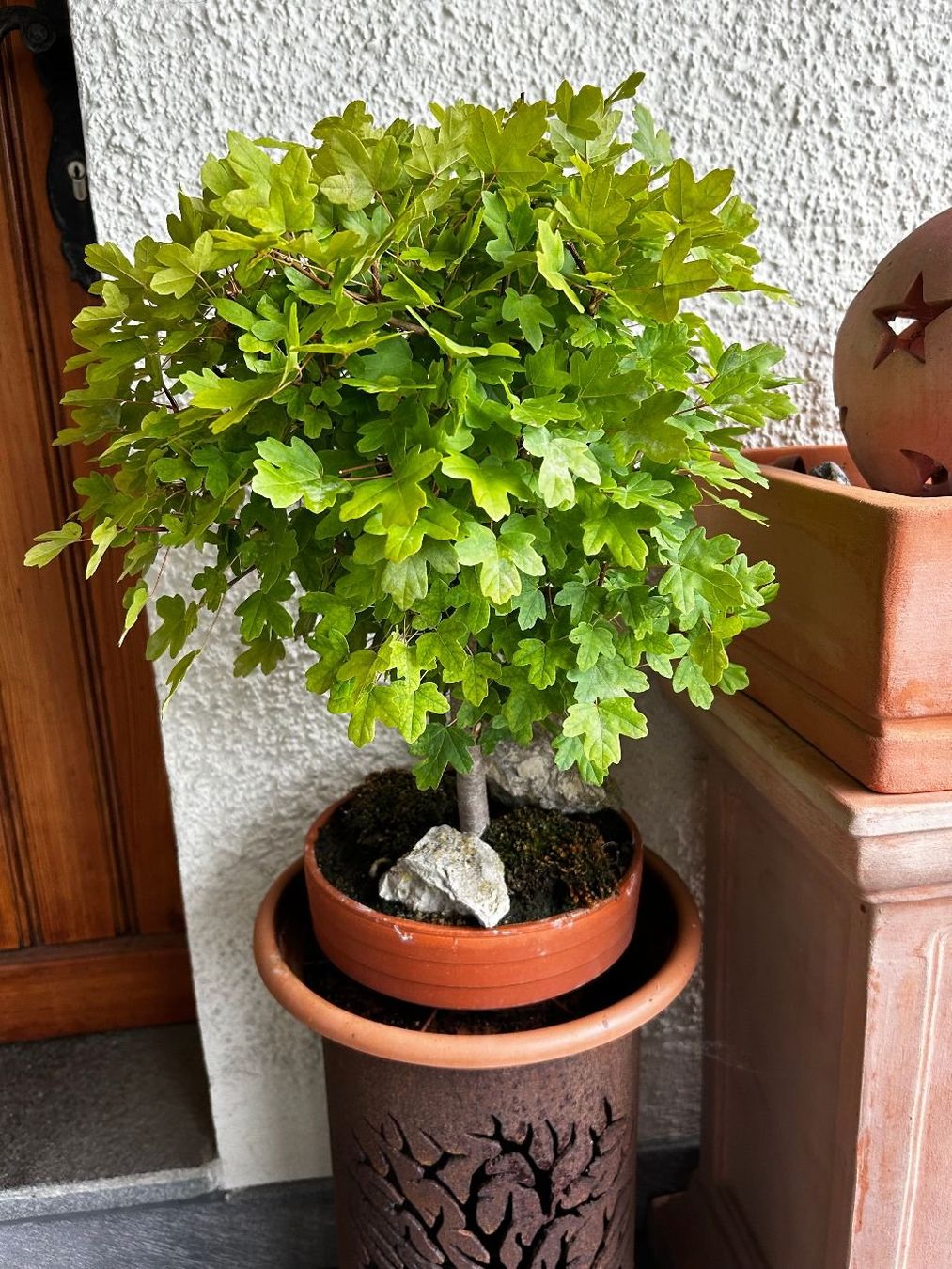 Pflanzen & Samen: Bonsai Feldahorn 18-jährig – Gebraucht aus Egliswil von didiflu