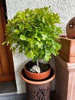 Bonsai Feldahorn 18-jährig