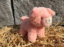 Das Schweinchen Oskar  zum Adoptieren