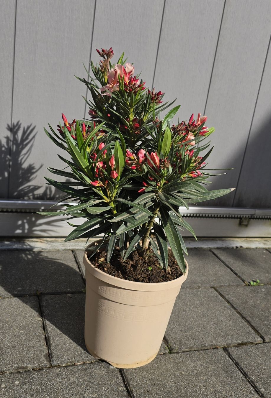 Piante & sementi: Kleiner Oleander – Nuovo (secondo la descrizione) da Aarburg venduto da popkorn65 2