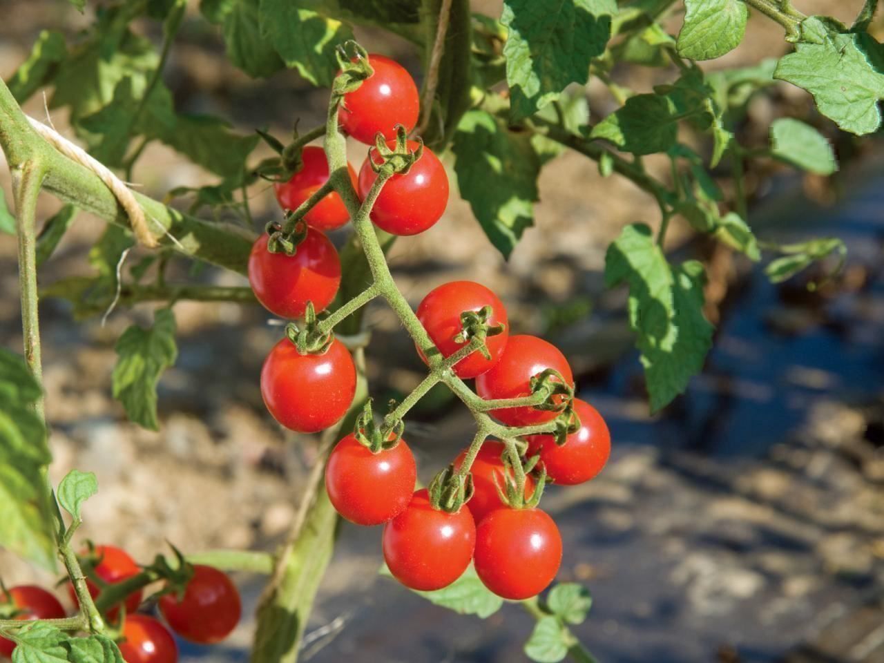 Piante & sementi: 50 Samen Johannisbeertomate – Nuovo (secondo la descrizione) da Ehrendingen venduto da VerveinaSamen 8