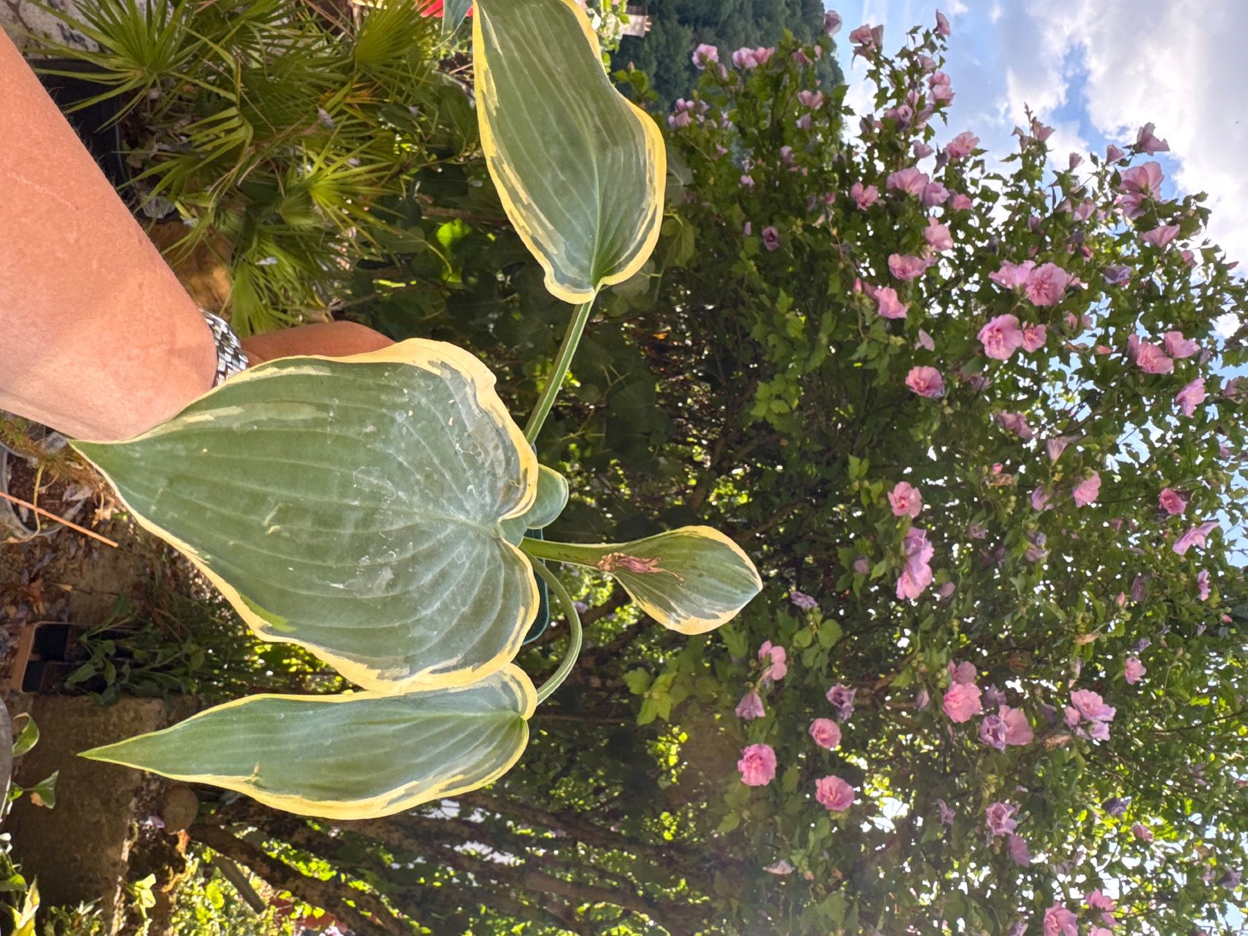 Piante & sementi: Hosta irish eyes 2 – Usato da Lajoux JU venduto da Briard0 1