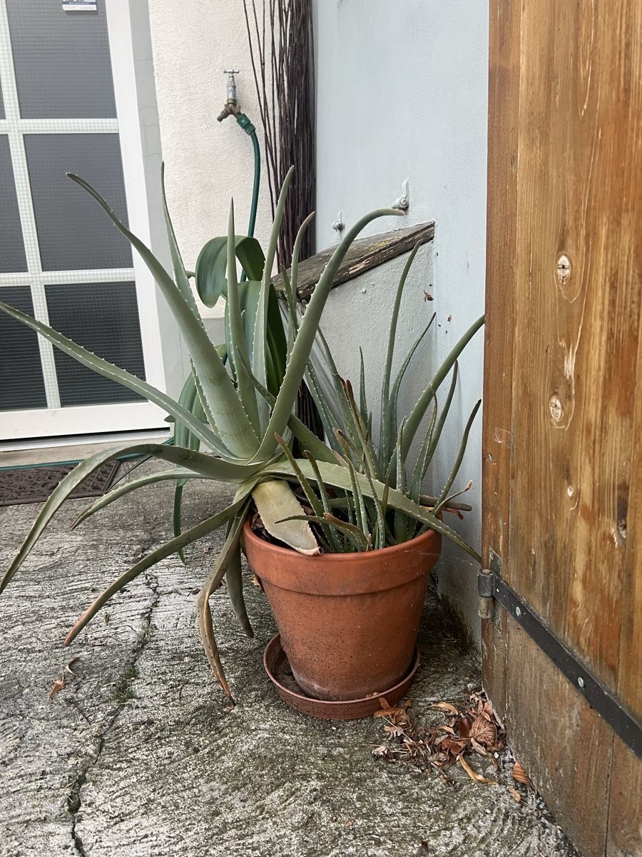 Pflanzen & Samen: Aloe Vera – Gebraucht aus Arboldswil von CJDA 2