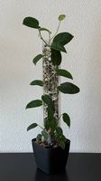 Monstera spruceana, Mosspole, Selbstbewässerungstopf