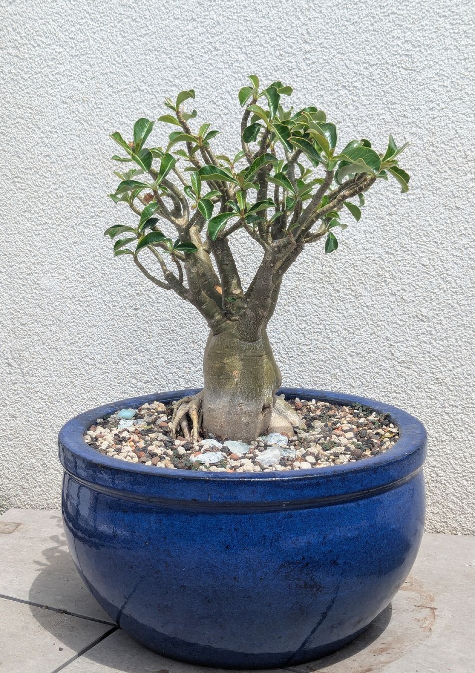Piante & sementi: Adenium obesum – Usato da Comano venduto da che_8lc2 2