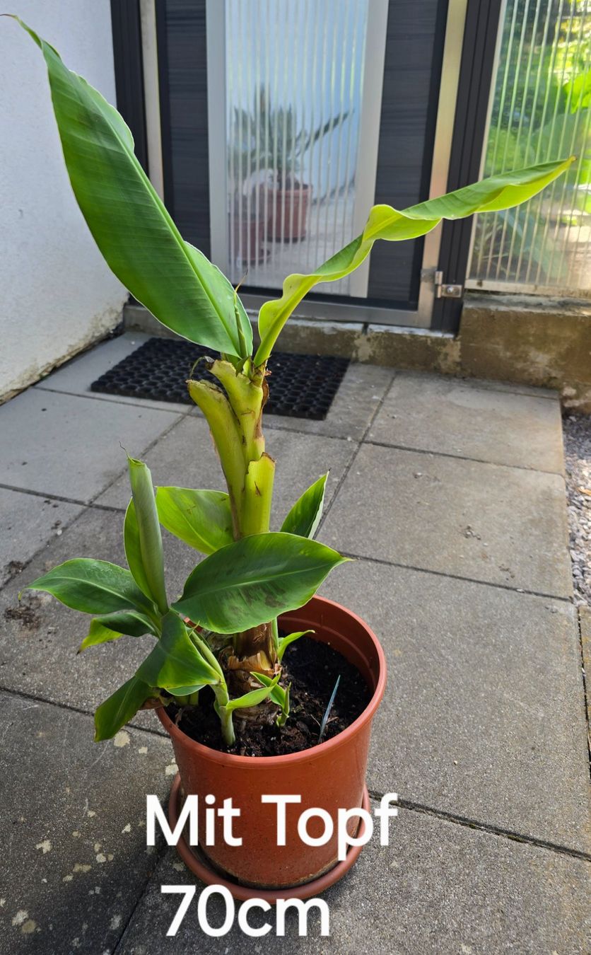 Pflanzen & Samen: Bananenbaum Pflanze – Gebraucht aus Aarburg von popkorn65 1