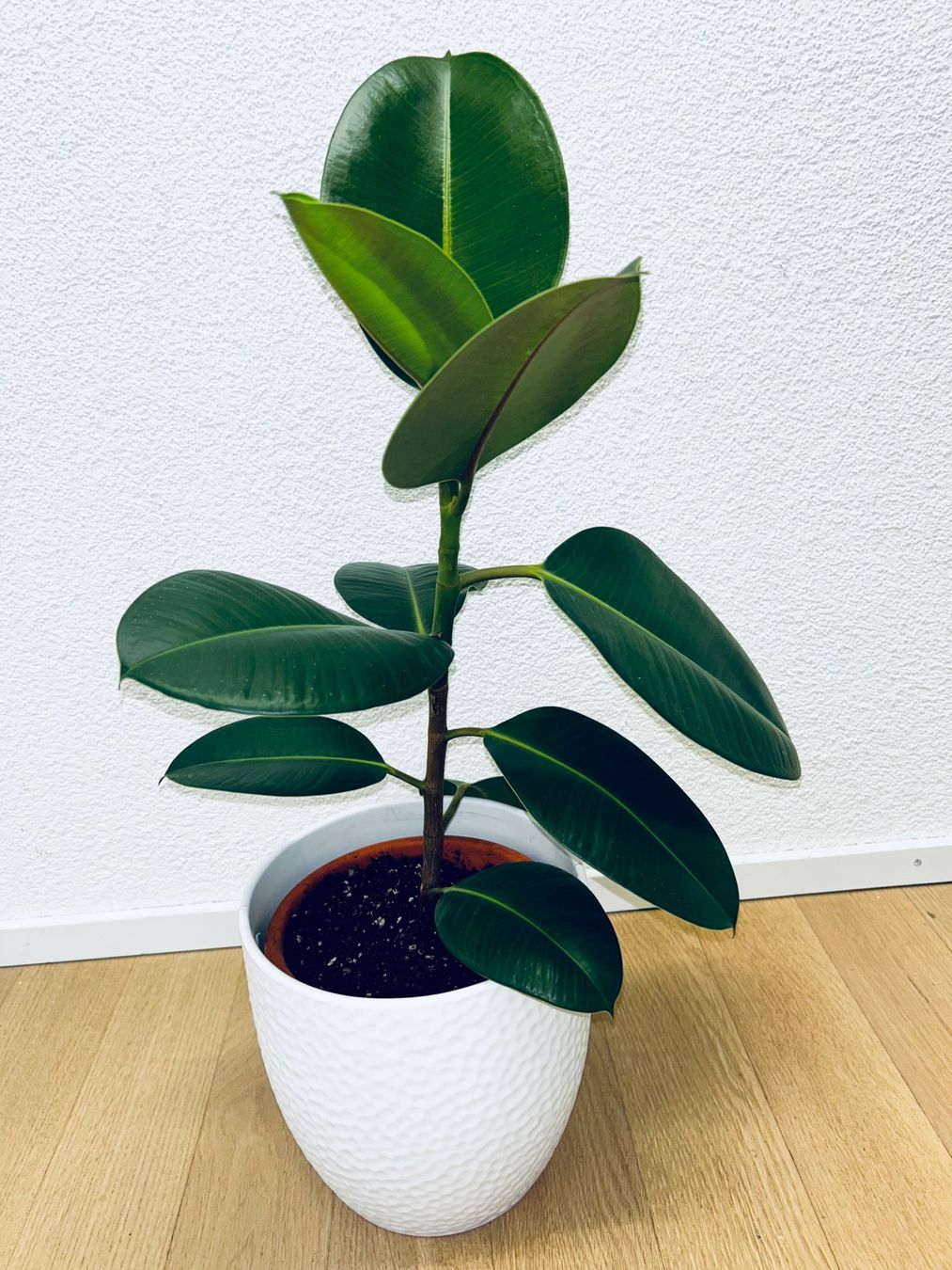 Piante & sementi: FICUS ELASTICA ROBUSTA Pflanze, Gummibaum 70 cm – Usato da Kilchberg ZH venduto da malibubeach