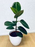 FICUS ELASTICA ROBUSTA Pflanze, Gummibaum 70 cm