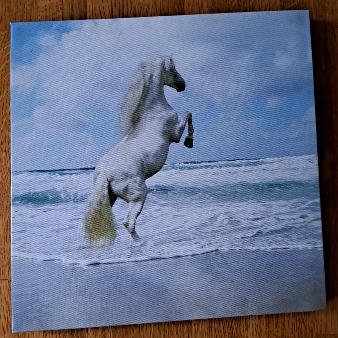 Foto & Immagini: Pferdebild – Nuovo (secondo la descrizione) da Solothurn venduto da Schmidti69