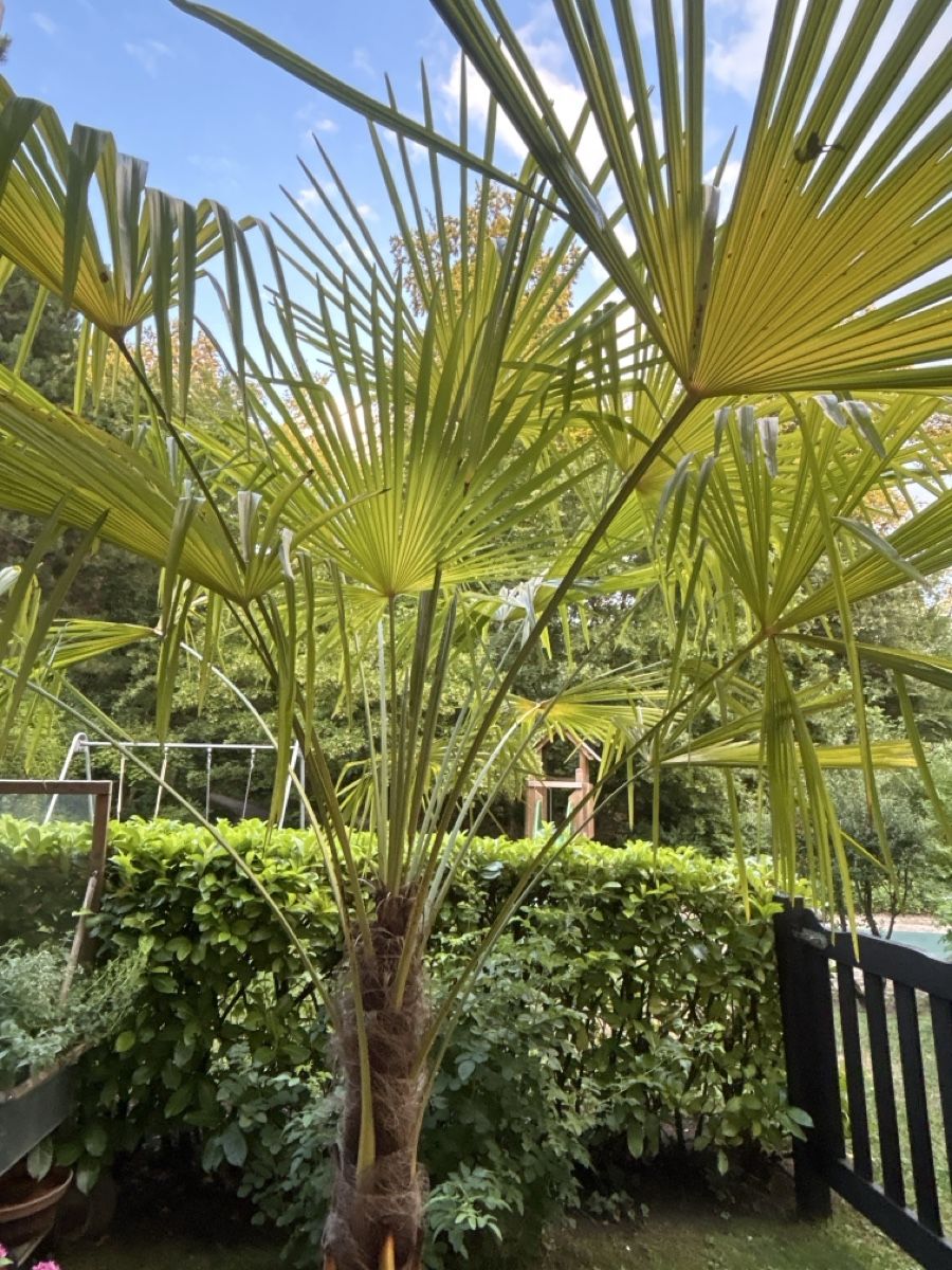 Pflanzen & Samen: Palme  – Gebraucht aus Uetikon am See von barceloneta 1