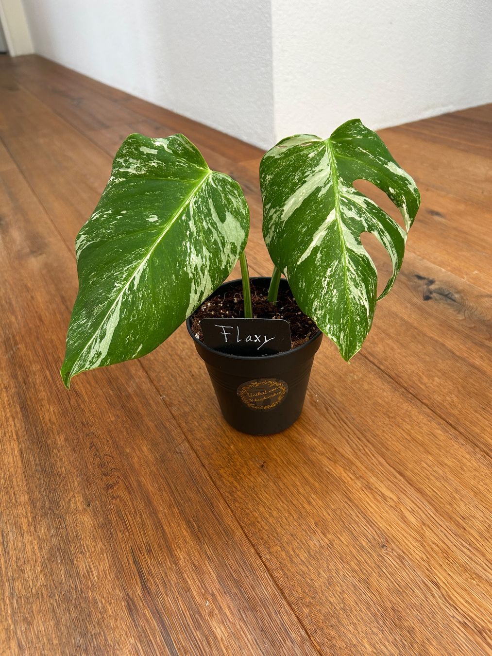 Piante & sementi: Monstera albo💚 – Nuovo (secondo la descrizione) da Wattwil venduto da Mikesplantshop 1