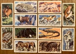1962 - 12 Vintage ASIAN WILD LIFE  Sammelbilder England