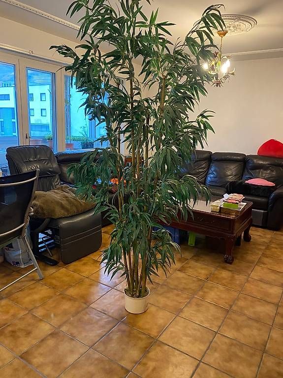 Piante & sementi: Vend un bambou artificiel – Usato da Martigny venduto da seater