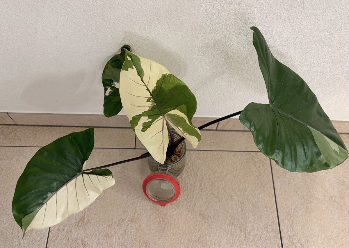 Piante & sementi: Alocasia Black Steam Albo – Usato da Kaiseraugst venduto da dka_b97z 3