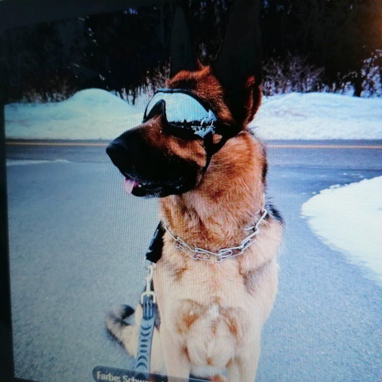 Occhiali & Lenti: Hunde UV Brille – Usato da Trimmis venduto da hasso123