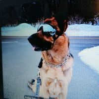 Hunde UV Brille