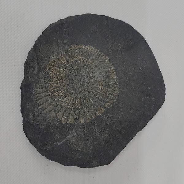 Fossili: Ammonit auf Posidonienschiefer – Nuovo (secondo la descrizione) da Walenstadt venduto da vkt_qc8d