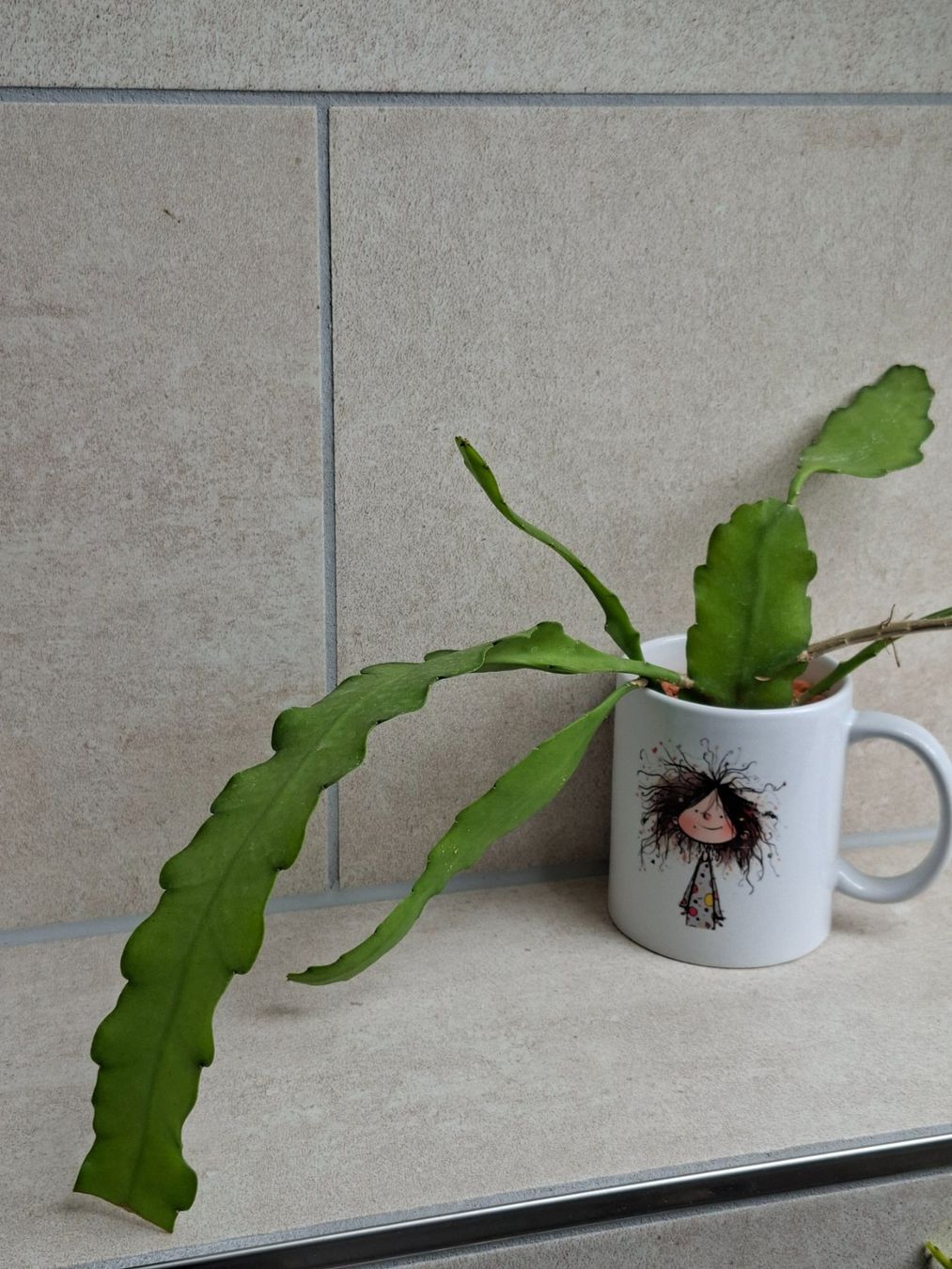 Plantes & graines: Epiphyllum Frühlingsgold – D'occasion à Waltenschwil par PlantAddict 1