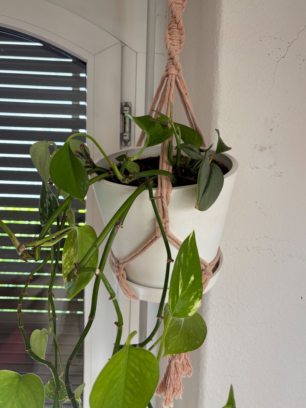 Pflanzen & Samen: Hängepflanze – Gebraucht aus Zürich von houseplantclub 1