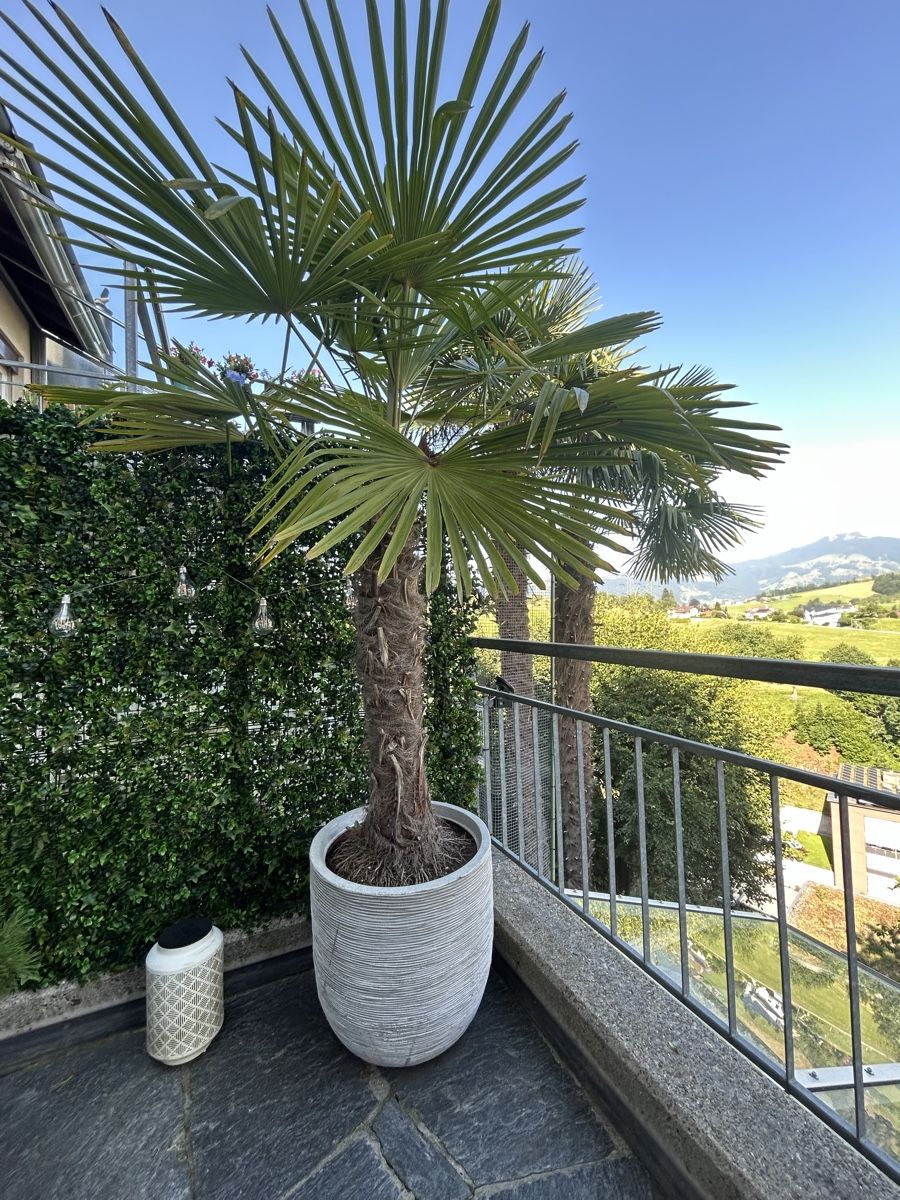 Plantes & graines: XL Pflanze inkl Topf – D'occasion à Küssnacht am Rigi par Happy_home 1