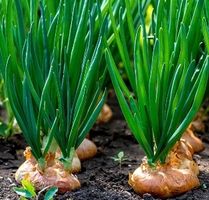 100 Samen der Goldenen Zwiebel = ALLIUM CEPA