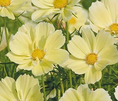 Piante & sementi: 50 Samen Cosmea XANTHOS – Nuovo (secondo la descrizione) da Ehrendingen venduto da VerveinaSamen