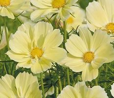 50 Samen Cosmea XANTHOS