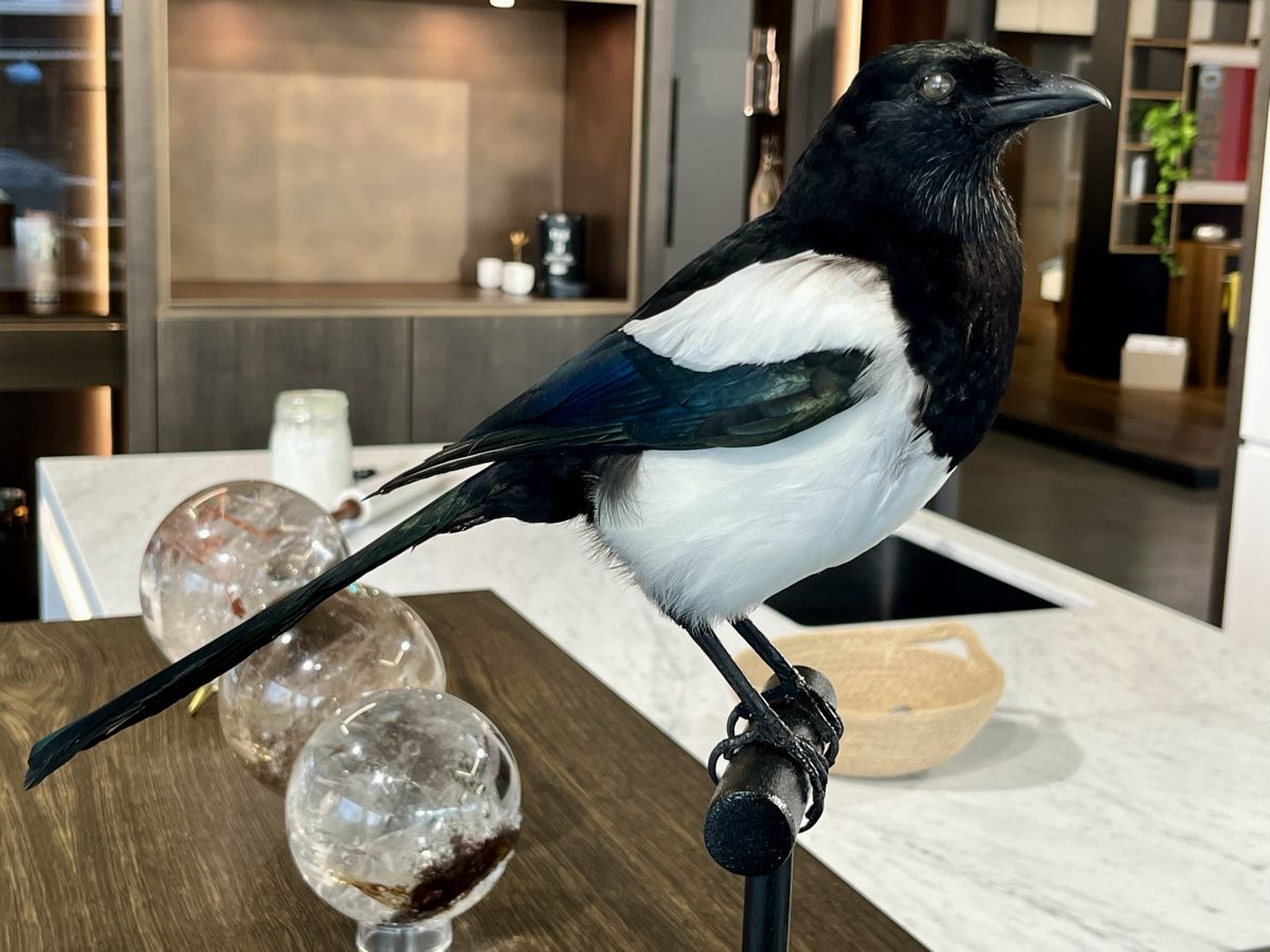 Il mondo degli animali: Elster (Neupräparat) – Nuovo e nell'imballaggio originale da Zürich venduto da unique2010 1