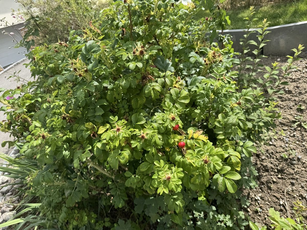 Piante & sementi: Kartoffelrose Winterhart – Usato da Höfen b. Thun venduto da Leonie2112 1