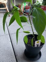 Selbstgezogenes Jalapegnopflänzchen