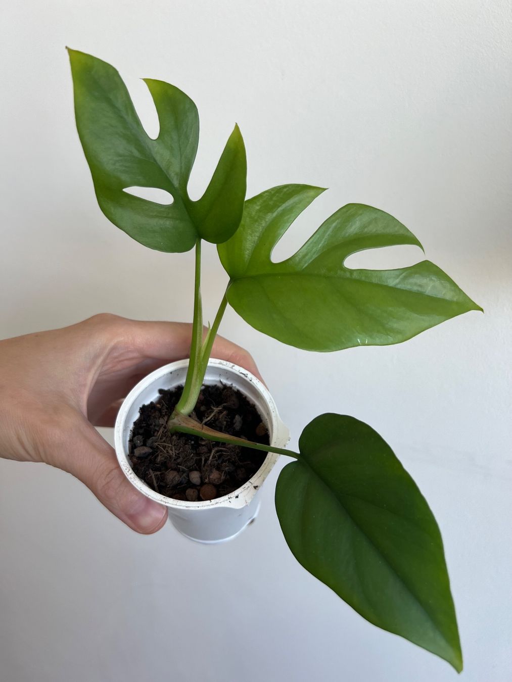Piante & sementi: Monstera minima💚 – Usato da Glattpark(Opfikon) venduto da ste_n99y 9