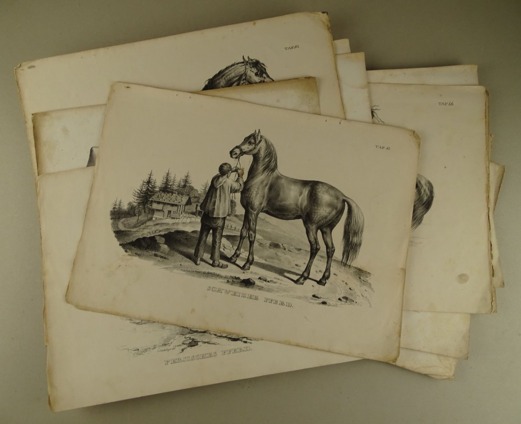 Incisioni: PFERDE, 12 LITHOGRAPHIEN 1840 – Usato da Grüningen venduto da Kartensammler