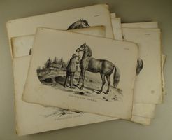 PFERDE, 12 LITHOGRAPHIEN 1840