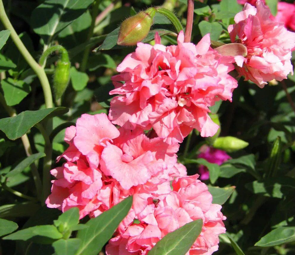 Plantes & graines: MANDELRÖSCHEN Mix / Clarkia elegans /30 Samen – Neuf (Voir description) à Hinteregg par ERFOLG78 1